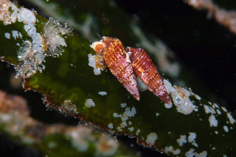 PROSOBRANCHI - Sopra le foglie di posidonia